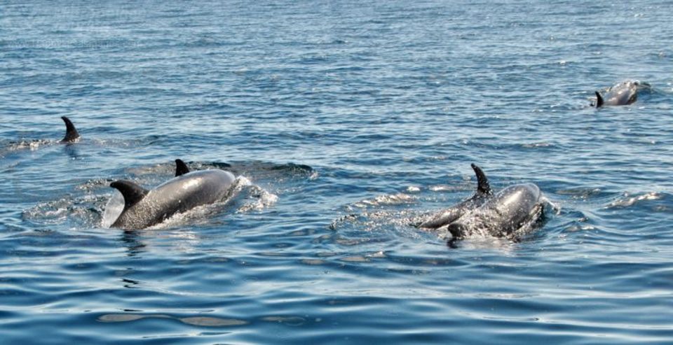 Bottlenose Dolphins Galapagos