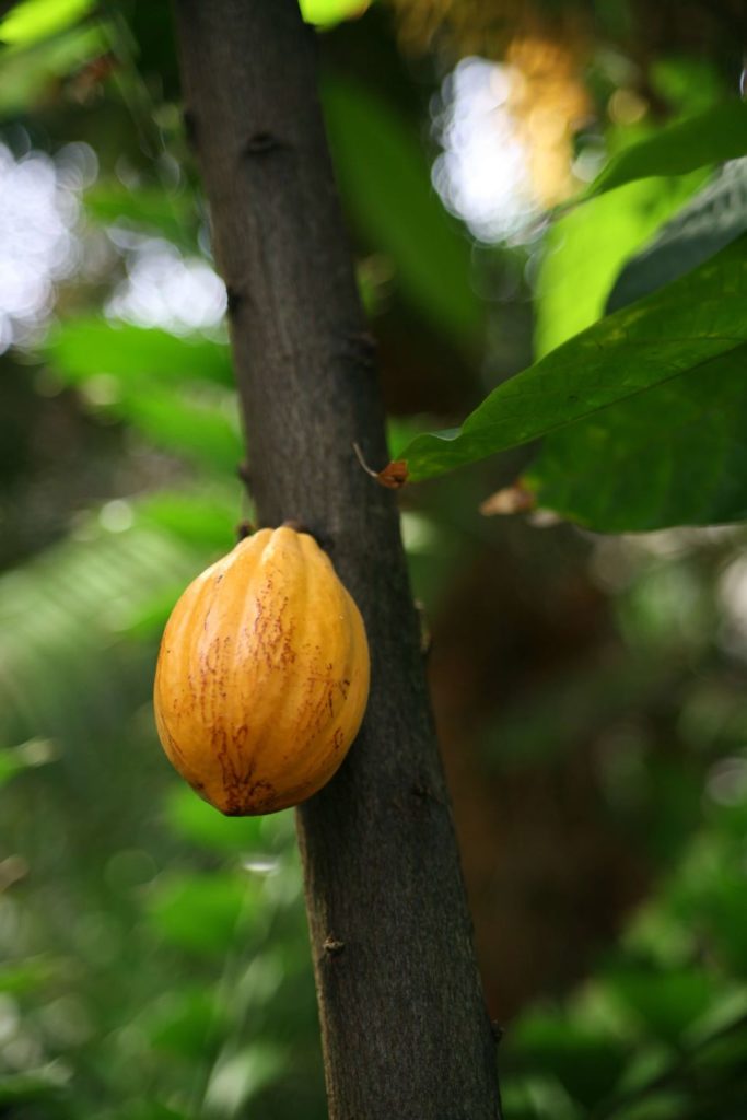 Fine Aroma Cacao Fruit. 