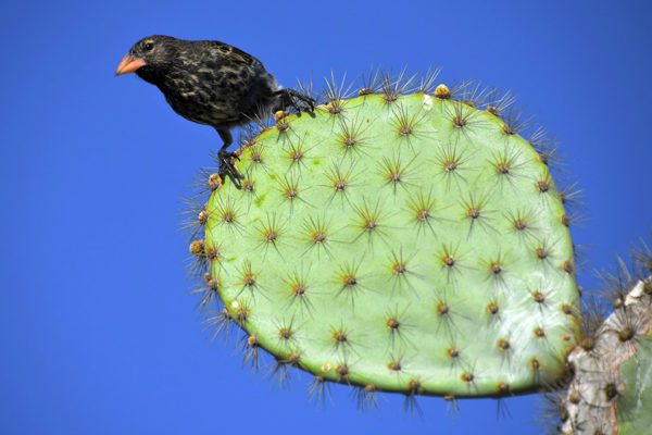 Galapagos Cactus Finch