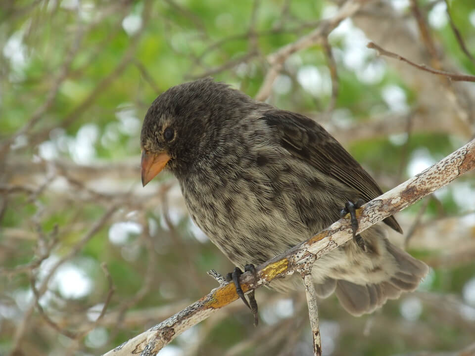 Darwin'S Finches In Galapagos