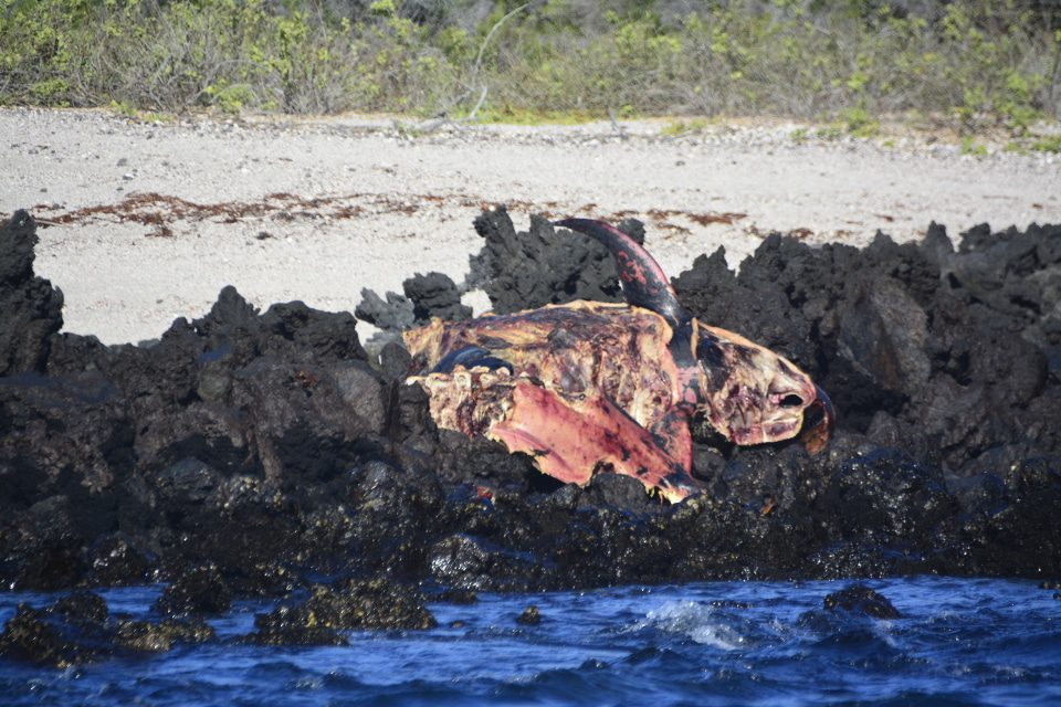 Dead Whale Found At Urbina Bay On Isabela Island.