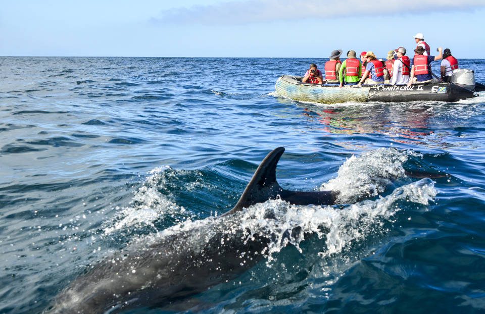 Dolphin Encounter Around Bartolome Island In Galapagos.
