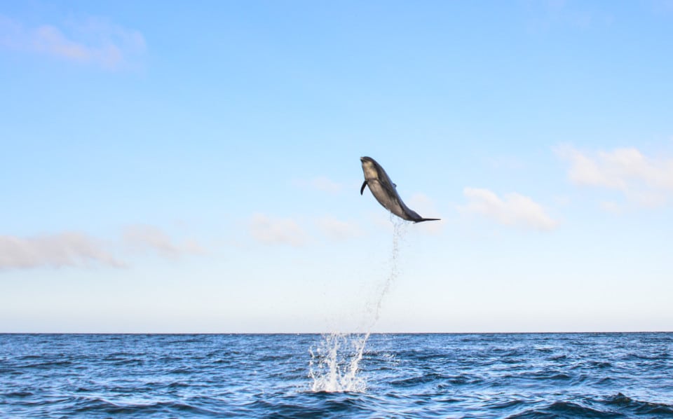 Dolphin Jumping Out Of The Water