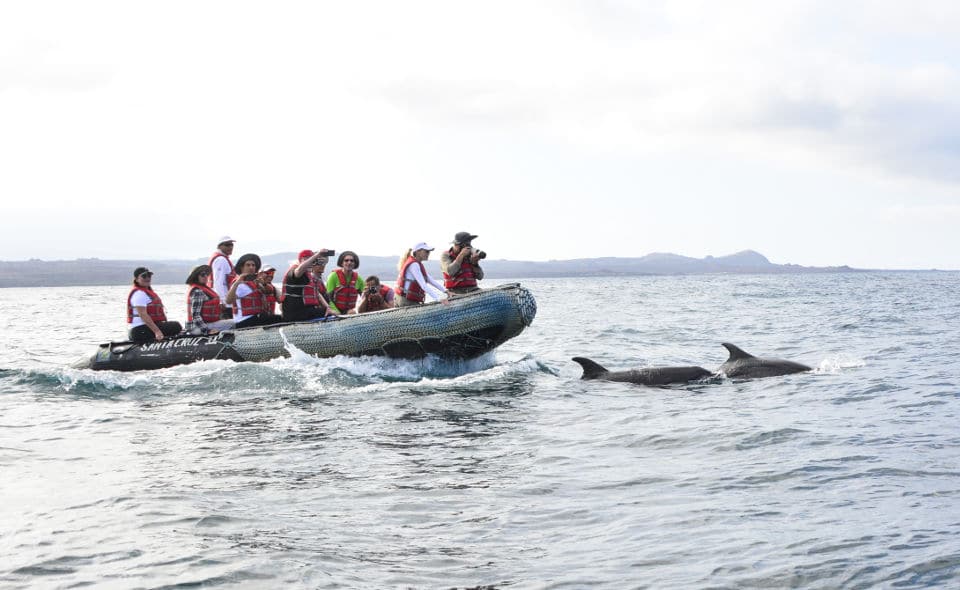 Santa Cruz's Guests Taking Photos Of Some Dolphins In Galapagos 