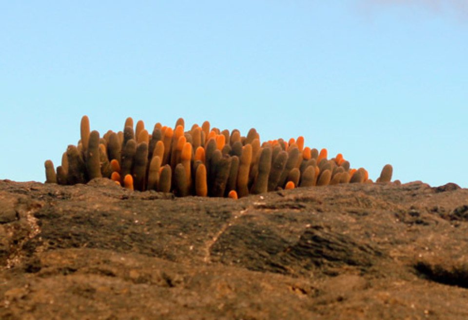 The Endemic Lava Cactus Brachycereus Nesioticu. 
