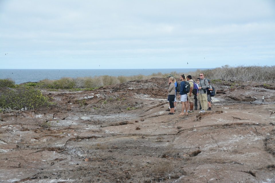 Looking For The Galapagos Short-Eared Owl On Genovesa Island.