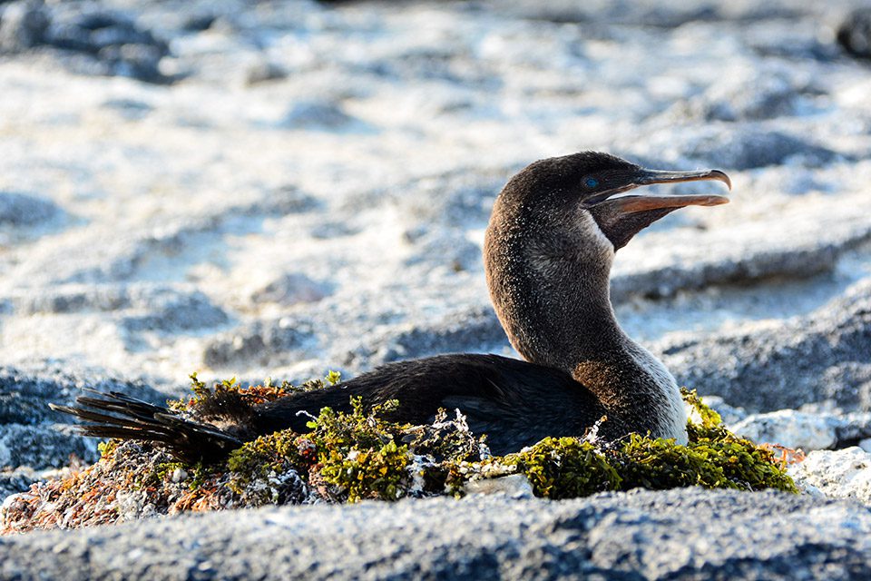A Female Flightless Cormorant Brooding.