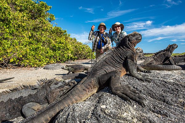 Couple Posing With Galapagos' Marine Iguanas In Fernandina Island