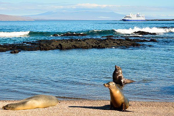 Sea Lions Seize The Nice Weather In Punta Vicente Roca In The Isabela Island, Galapagos