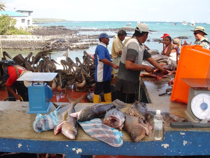 Fish Market On Santa Cruz Island In Galapagos.