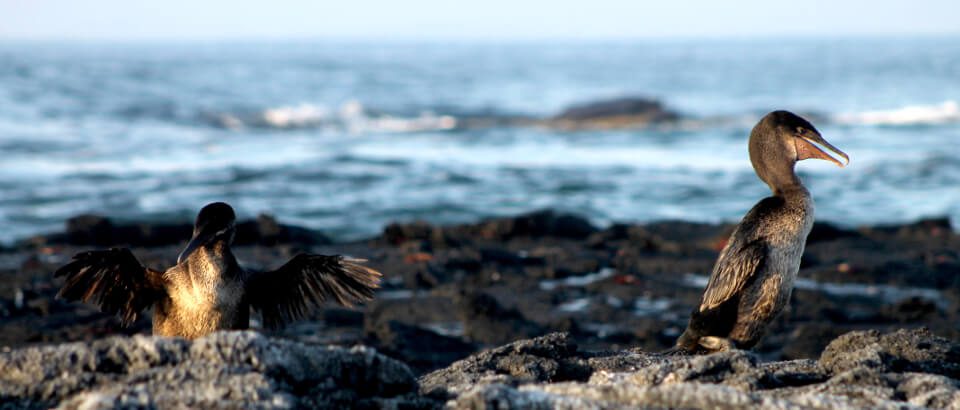 Flightless Cormorants 