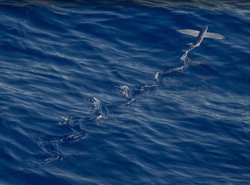 Flying Fish Galapagos Islands