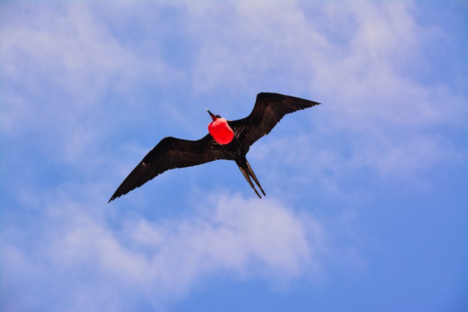 Frigatebird Flying.