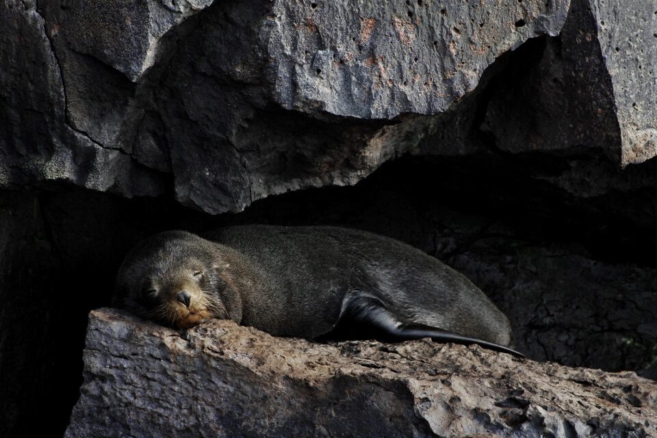 Fur Seal Resting In Galapagos
