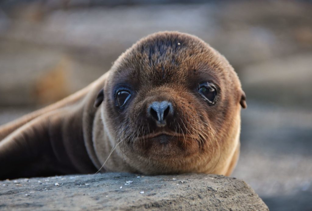 Galapagos Endemic Animals: Fur Seals