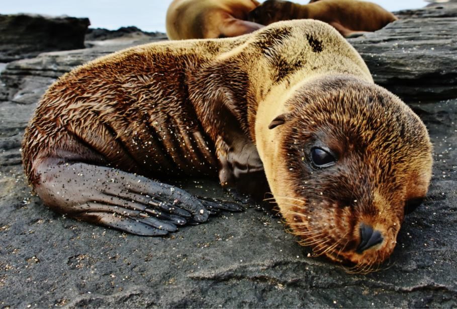 Galapagos Fur Seals: Breeding And Mating
