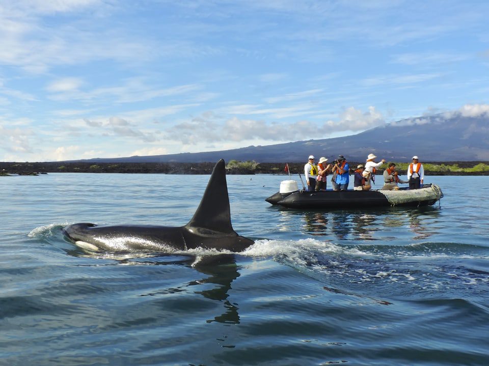 Guests Watch A Whale In Galapagos.