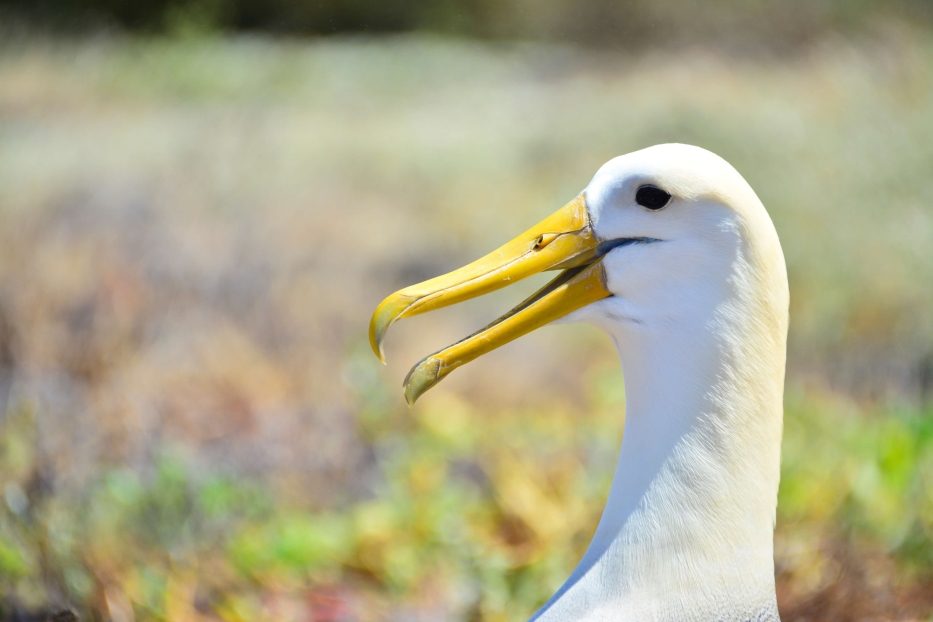 Galapagos Albatrosses Are Found On Española Island.