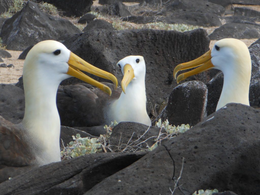 A Group Of Albatross