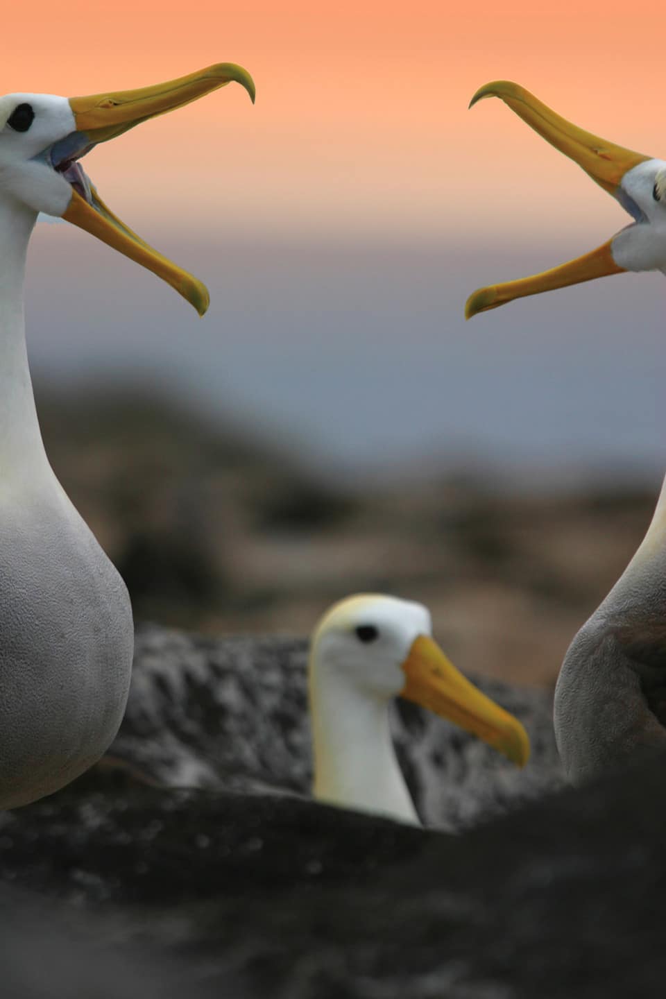 Waved Albatrosses Doing Their Courtship Ritual.