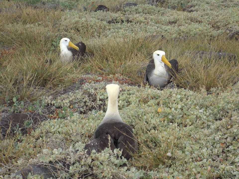 Galapagos Albatross.