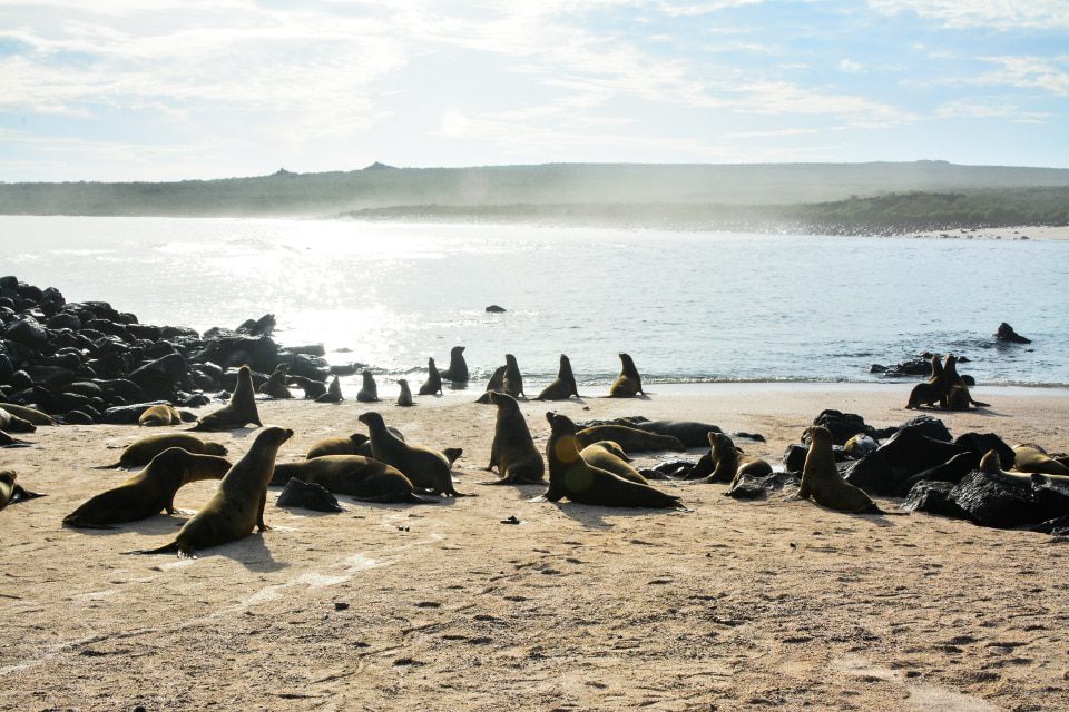 Lobos Marinos De Galápagos En La Playa.