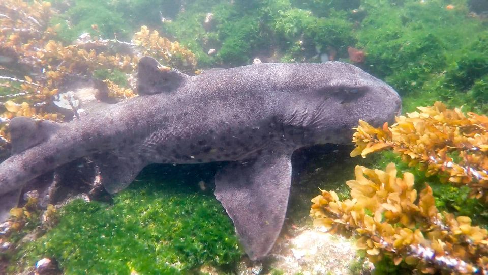 Galapagos Islands Cat Shark Exploring The Bottom Of The Sea. 
