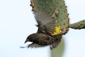 Galapagos Finch