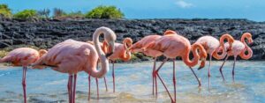 Galapagos Flamingos Galapagos Islands 1