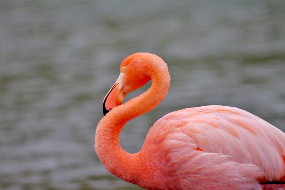 Close Up Of An American Flamingo.