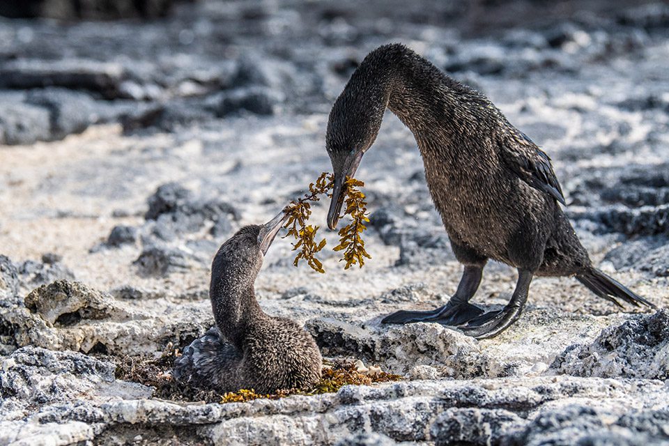Flightless Cormorant Feeding Its Chick.