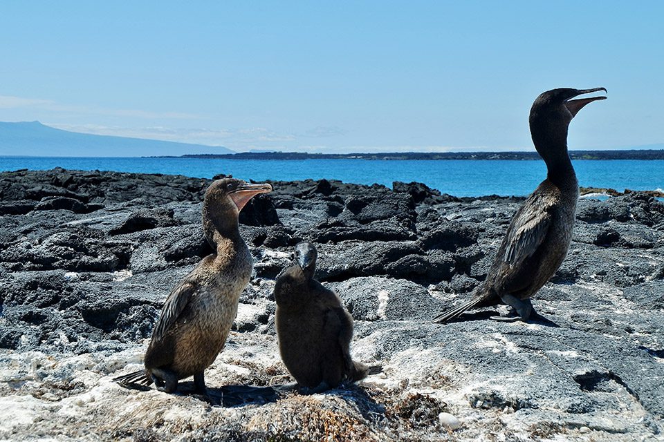 Una Pareja De Cormoranes No Voladores Con Su Polluelo En Galápagos