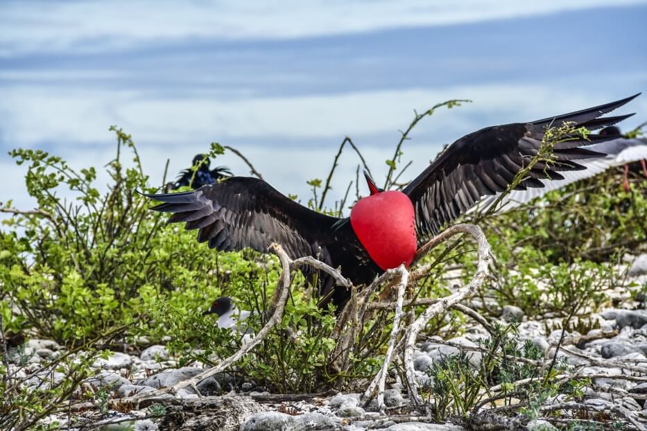 Galapagos Frigatebird Showing Its Gular Sac.
