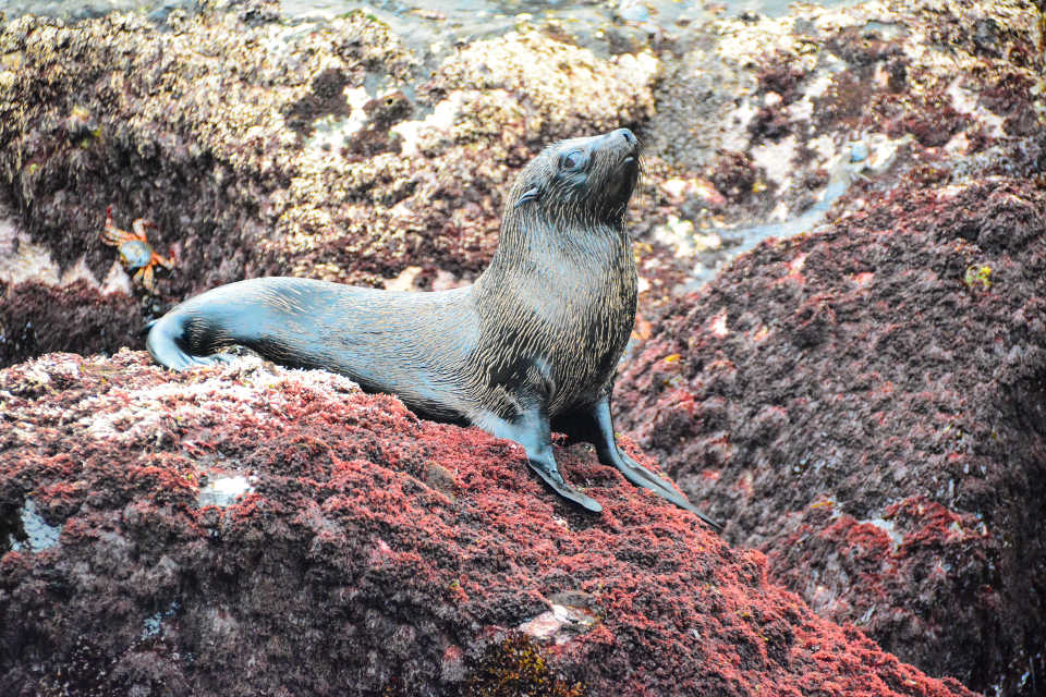 Galapagos Fur Seal Pup On The Rocks.
