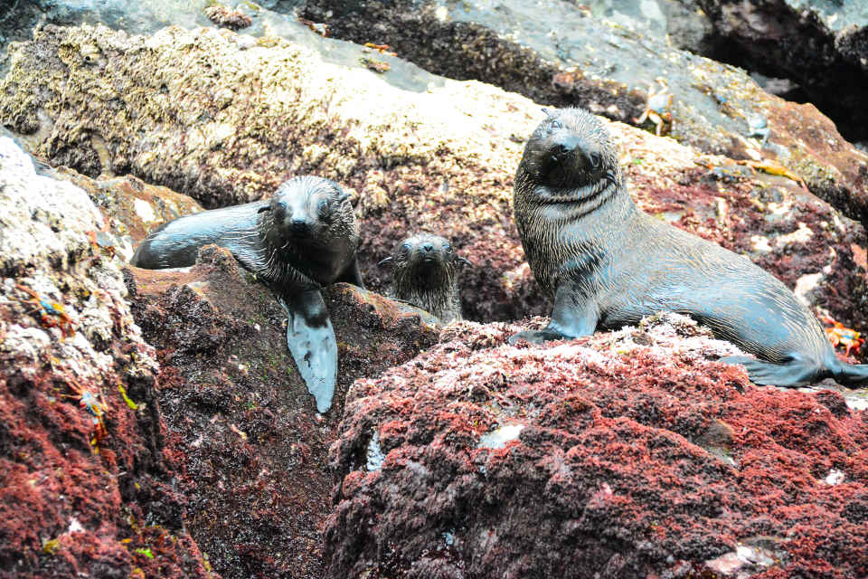 Galapagos Fur Seal Pups Resting On The Rocks.