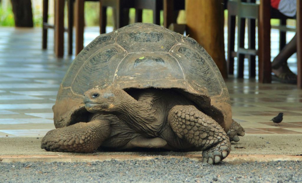 Galapagos Animals: Giant Tortoise