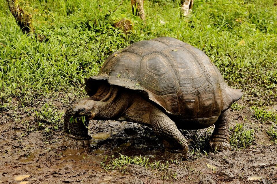 La tortuga gigante de Galápagos comiendo