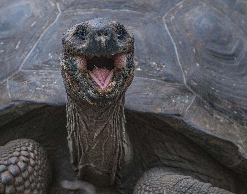 The Giant Tortoise Is One Of The Galapagos Endemic Species.