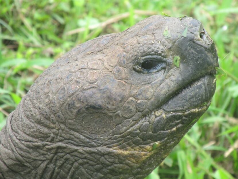 Face Of A Galapagos Giant Tortoise.