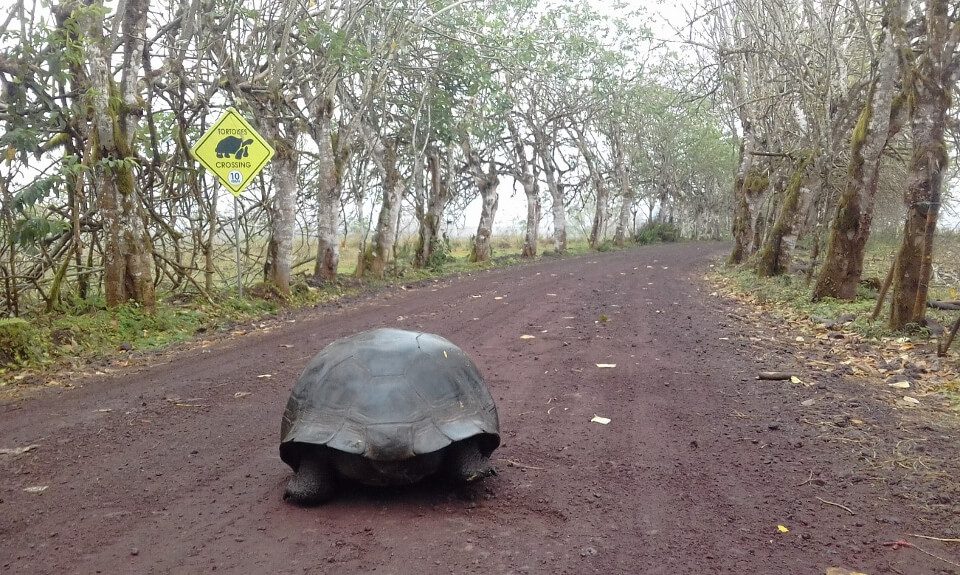 Galapagos Giant Tortoise In The Highlands Of Santa Cruz Island.