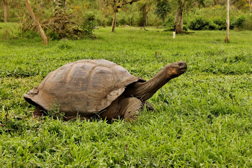 Protected Galapagos Giant Tortoises.