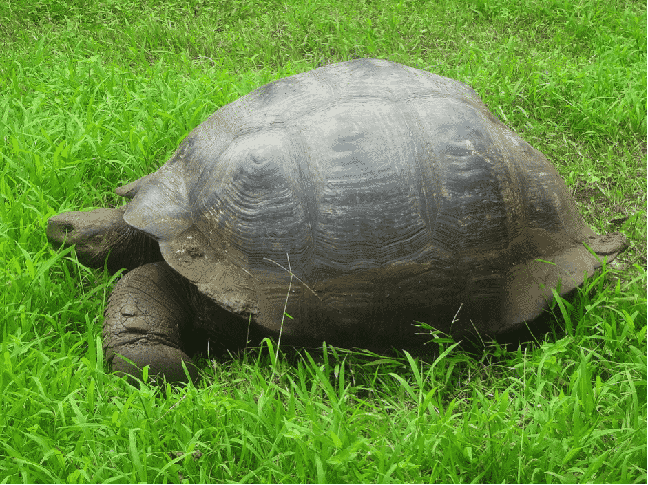 Galapagos Islands Iconci Specie, The Giant Tortoise.