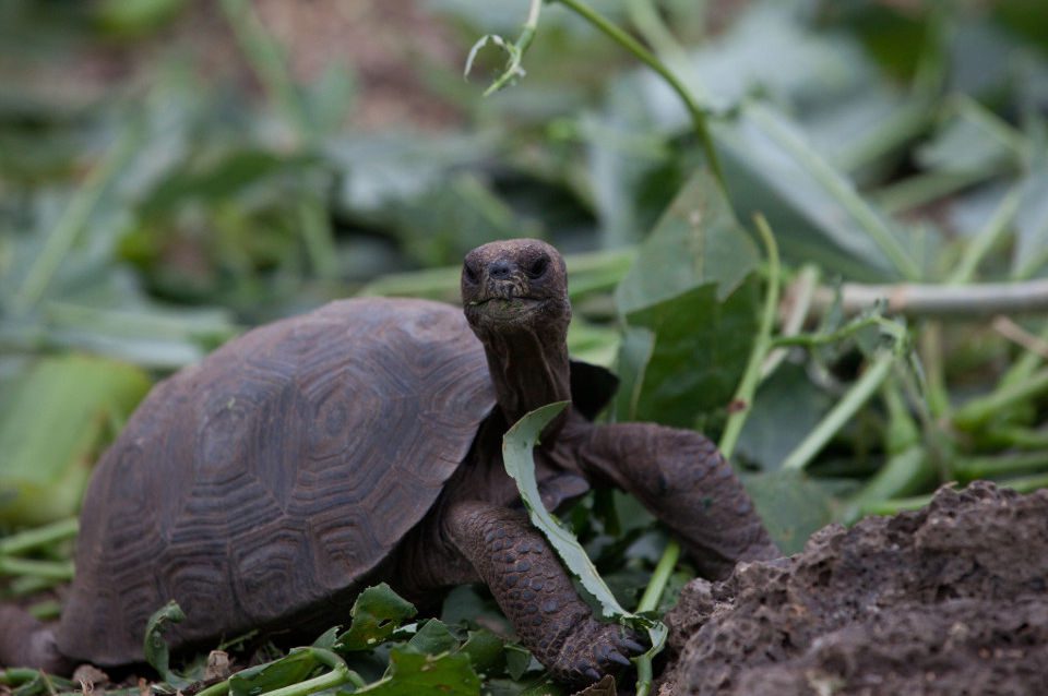 Galapagos Gian Tortoise An Iconic Specie Of The Islands.
