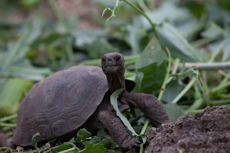 Tortuga Gian de Galápagos, una especie icónica de las islas. Tortuga Gian de Galápagos, una especie icónica de las islas.