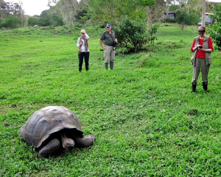 Invitados de Santa Cruz pasando el rato con tortugas gigantes en El Manzanillo.