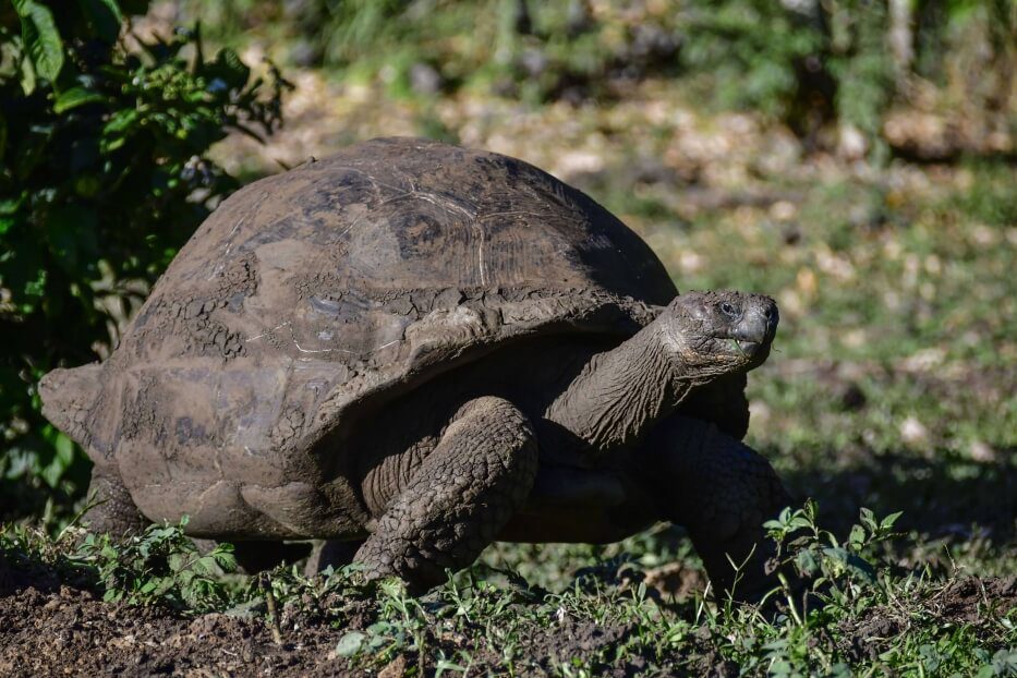 Silla de montar de tortuga gigante de Galápagos.