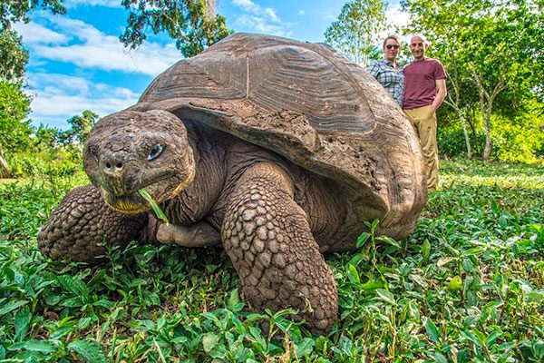 Galapagos Giant Tortoise In Santa Cruz Island's Lush Highlands