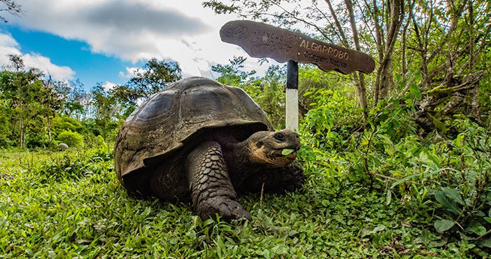 Galapagos Tour Itinerary: Giant Tortoise