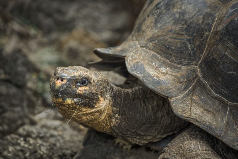 Observe Galapagos Tortoises At The Charles Darwin Research Station