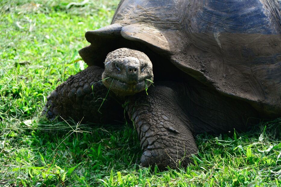 Tortuga gigante de Galápagos caminando y comiendo